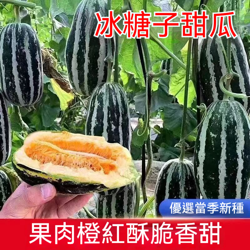 【甜瓜種子】播撒希望，甜蜜瓜香從此蔓延，一粒種子，萬分香甜——正宗甜瓜種子登場！醞釀舌尖上的甜蜜奇蹟， 選對甜瓜種子，邂逅最純正的香甜滋味！
